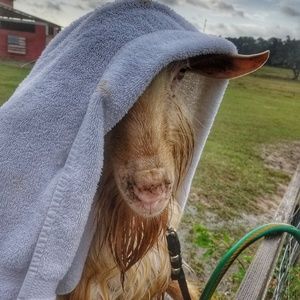 Just a few pics of our little farm!